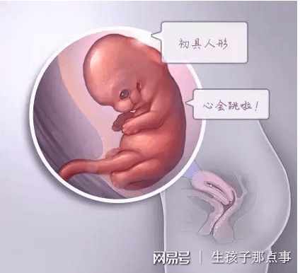 专家